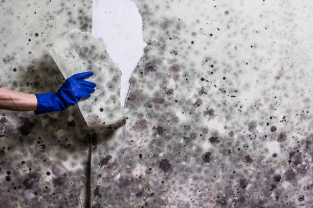 Trusted Winchester, VA Mold Remediation Experts